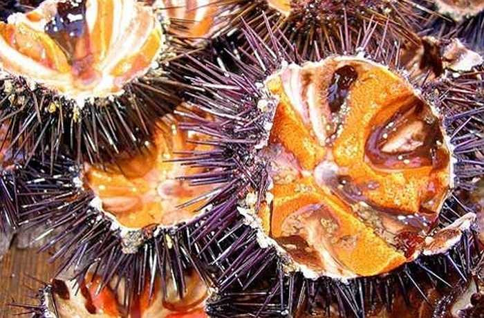 Cầu gai thành đặc sản Phú Quốc Có hình thù kỳ dị, gai nhọn đâm vào rất đau, cầu gai (hay thường gọi là nhum biển) đã từng khiến người dân ở Phú Quốc sợ hãi, không dám ăn. Năm 2000, một người dân thấy đôi khỉ nuôi dùng đá đập vỏ để ăn phần ruột cầu gai, rồi có khách Nhật Bản, Pháp ngỏ ý muốn ăn cầu gai, anh mới học làm món cầu gai ăn sống chấm chanh ớt, mù tạt. Ảnh: Gia đình và Xã hội. 