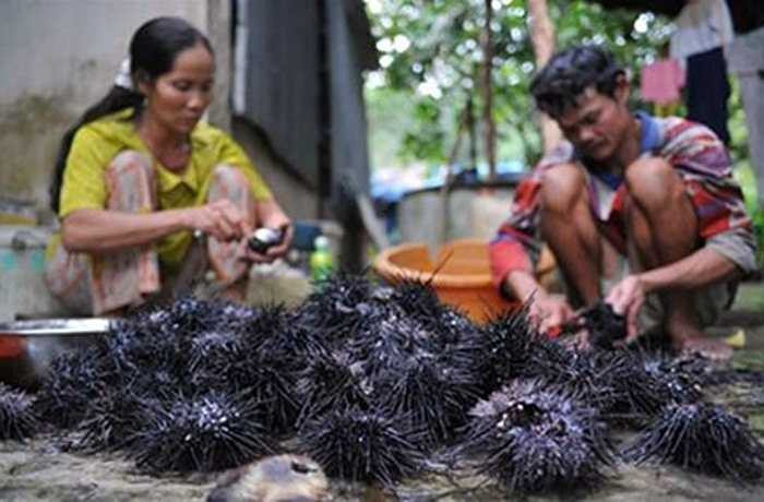 Sau dần, nó dần trở nên phổ biến và trở thành đặc sản của Phú Quốc. Giá một con cầu gai đã chế biến lên đến 40.000 đồng. Hiện cầu gai không những có thể ăn được mà còn trở thành đặc sản và vẫn được bán với giá đắt ở thị trường nước ngoài. Ảnh: Gia đình và Xã hội.