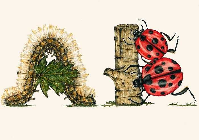 Chữ A với hình ảnh con sâu róm, chữ B với hình ảnh bọ cánh cứng