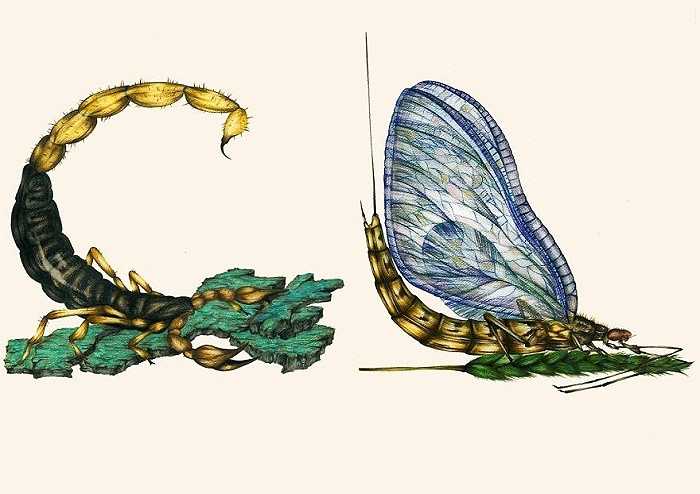 Chữ C bọ cạp và chữ D com bướm