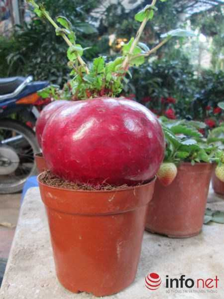 Cải bắp, cải củ 'lên đời' cây cảnh chơi Tết