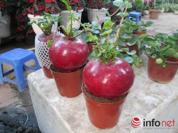 Cải bắp, cải củ 'lên đời' cây cảnh chơi Tết