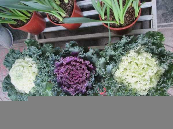 Cải bắp, cải củ 'lên đời' cây cảnh chơi Tết
