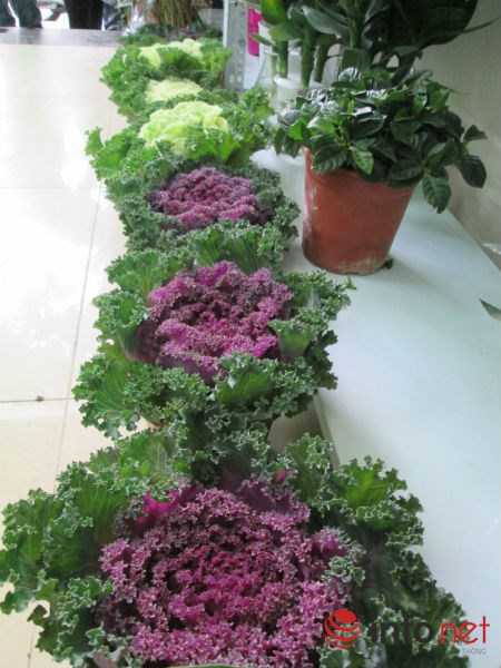 Cải bắp, cải củ 'lên đời' cây cảnh chơi Tết