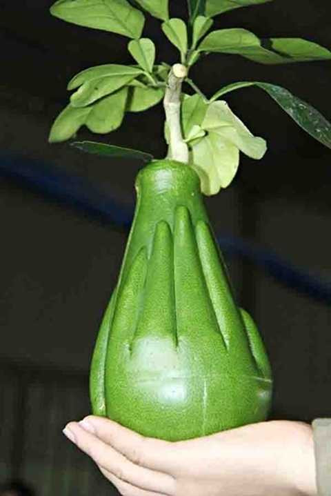 Cận cảnh bưởi bàn tay Phật giá 600.000 đồng/trái