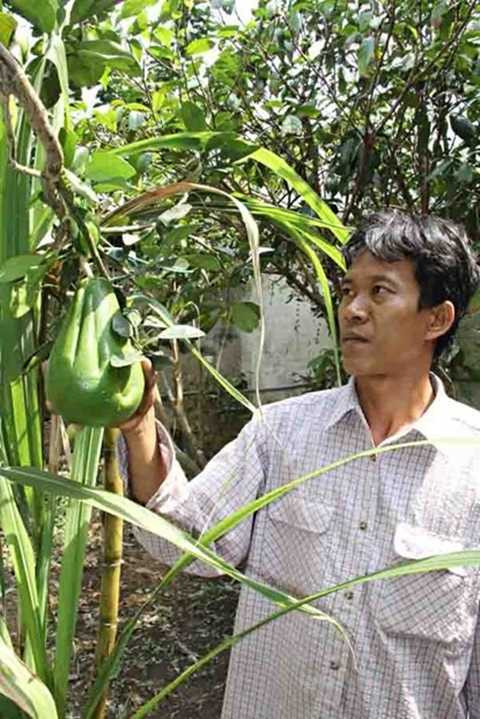 Cận cảnh bưởi bàn tay Phật giá 600.000 đồng/trái