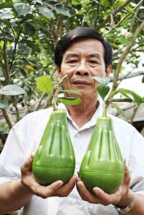 Cận cảnh bưởi bàn tay Phật giá 600.000 đồng/trái