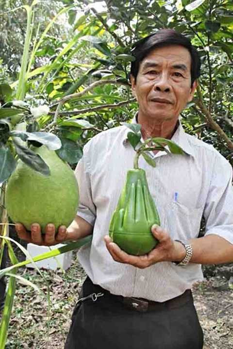 Cận cảnh bưởi bàn tay Phật giá 600.000 đồng/trái