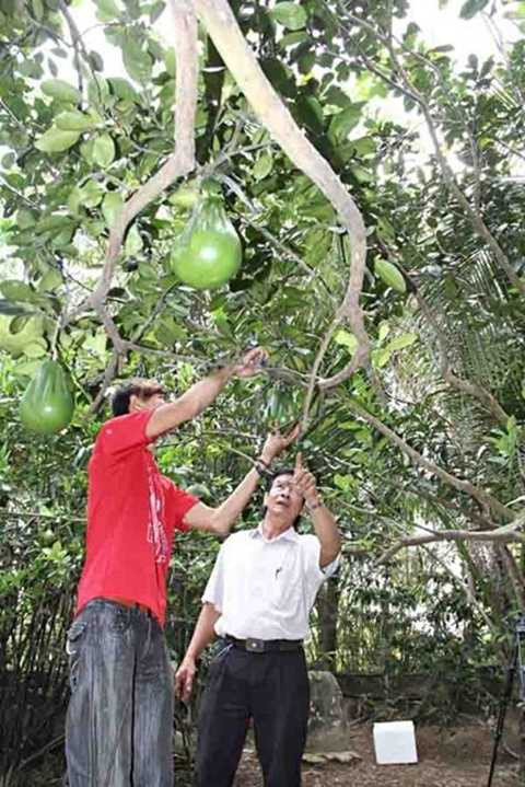 Cận cảnh bưởi bàn tay Phật giá 600.000 đồng/trái