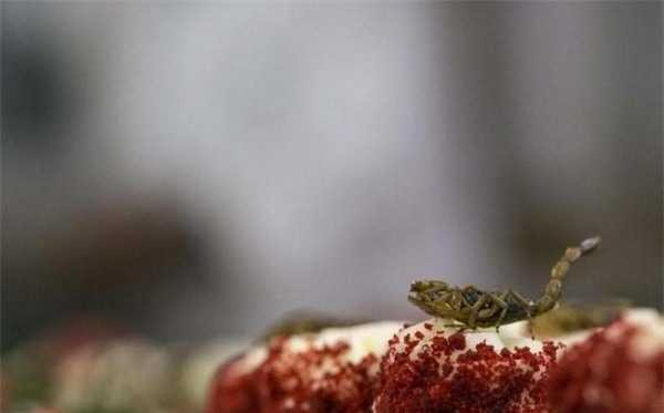 Đại gia đãi tiệc: Cá sấu nguyên con, gián nướng… lên mâm