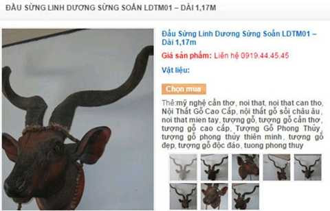 Năm Dê, dân chơi hăng hái săn lùng… linh dương giác