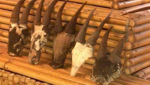 Năm Dê, dân chơi hăng hái săn lùng… linh dương giác