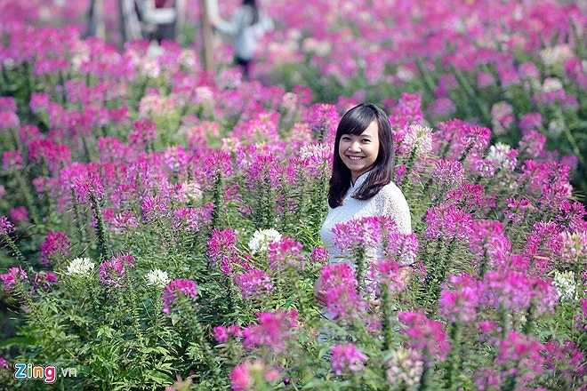 Hoa túy điệp không lạ bởi nó đã xuất hiện nhiều năm nay vào mỗi dịp cuối năm âm lịch, tuy nhiên chỉ ở quy mô nhỏ, một số hộ gia đình làm nghề trồng hoa ở làng Nhật Tân cũng trồng. 