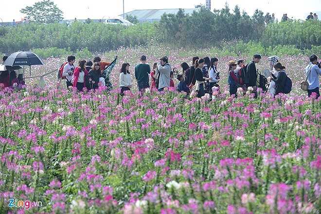 Chủ vườn bố trí các lối đi lại theo hình vuông để mọi người tiện chụp ảnh. Ngay cả lối xa nhất gần khu vực hàng rào cũng rất đông người. 