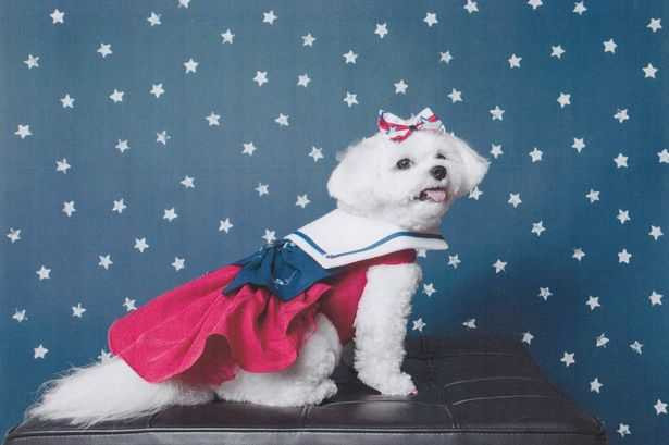 Bella Mia từng đoạt giải thưởng trong cuộc thi thời trang thú cưng 