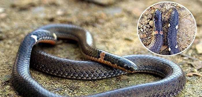 Rắn hai đầu Calamaria septentrionalis. Loài rắn này được gọi tên rắn hai đầu bởi có phần đầu và phần đuôi rất giống nhau. Kẻ săn mồi khó có thể phân biệt được đâu đầu và đâu là đuôi nên cơ hội trốn thoát của loài rắn này rất lớn.