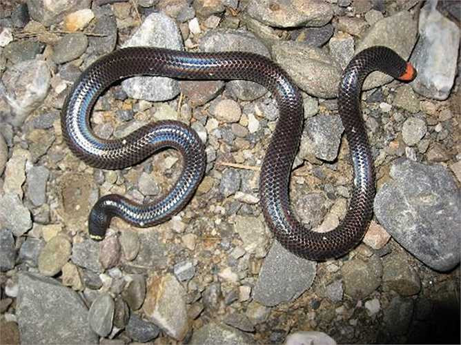 Rắn hai đầu có hoa văn trên cơ thể trang điểm hết sức hài hòa. Trong bóng đêm sự phản chiếu của các lớp vẩy màu bởi ảnh đèn flash càng làm nó nổi bật nhưng dưới ánh sáng ban ngày màu sắc của chúng chỉ là một xám xịt.