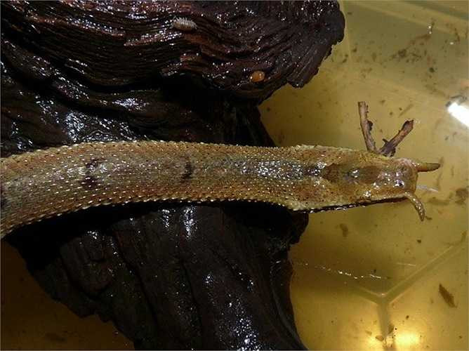 Rắn râu, có tên khoa học là Erpeton tentaculatum Lacepede sở hữu hai chiếc 'râu' mọc ra từ mũi, được coi là một trong những loài rắn kỳ dị nhất trên thế giới, xuất hiện tại các vùng nước ở nhiều địa phương miền Nam.