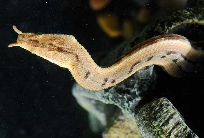 Rắn râu thuộc họ rắn nước, sử dụng cặp 'râu' như một loại mồi nhử thu hút các loài cá đến gần. Chúng chỉ việc bất động một chỗ, chờ những chú cá ngờ nghệch tự bơi đến trước mặt để nạp mạng. 