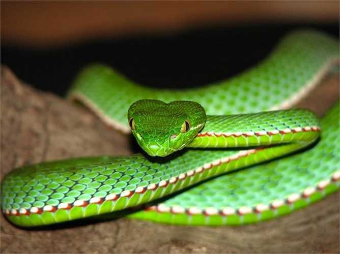 Rắn lục miền nam, có tên khoa học Viridovipera vogeli – loài rắn dùng khả năng cảm nhiệt trong đêm tối để bắt các con mồi. Loài rắn này được mệnh danh là kẻ săn đêm siêu phàm và khôn ngoan nhất. Trong bóng đêm tối mịt, chúng dùng khả năng cảm nhiệt để bắt các con mồi. Chỉ một cú đớp những chiếc răng sắc nhọn của con rắn sẽ khiến con mồi không có cơ hội thoát thân.