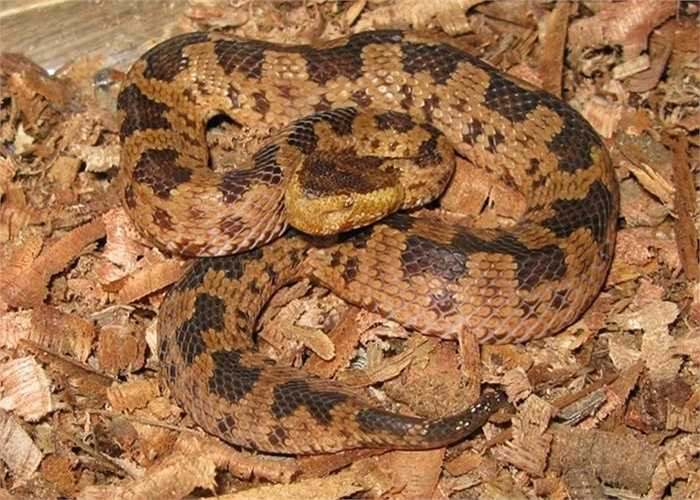 Rắn lục núi Ovophis monticola – loài rắn mù màu có khả năng biến đổi màu sắc cơ thể. Đây là một loài rắn cực độc đối với các loài động vật máu nóng, do mù màu nên chúng thường lẩn trốn ban ngày và kiếm ăn ban đêm 