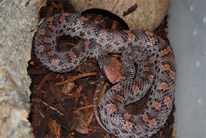 Rắn lục núi có thể thay đổi nhiều màu sắc khác nhau theo từng sinh cảnh sống.