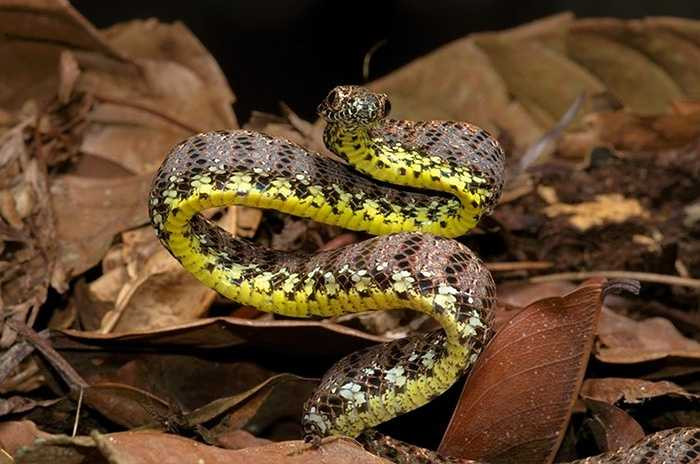 Loài rắn phát ra âm thanh đe dọa - rắn rào ngọc bích Boiga jaspidea. Loài rắn này được mệnh danh là Nữ hoàng sắc đẹp của các loài rắn. Chúng có những màu sắc, hoa văn trên cơ thể hết sức hài hoà.