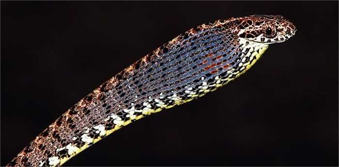 Rắn rào ngọc bích không độc, có khả năng bắt trước một số loài rắn độc khi bị đe dọa bằng cách phình to phần đầu ra để hù dọa kẻ thù và phát ra những âm thanh đe dọa để tìm cách lẩn trốn.