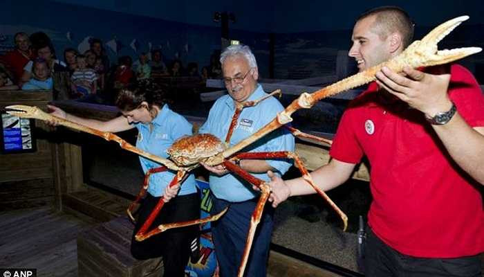 Tên khoa học của loài cua này là Macrocheira kaempfer.Chúng sở hữu những cái chân dài tới 1,5m. Những cái chân này được cho là rất khỏe. 