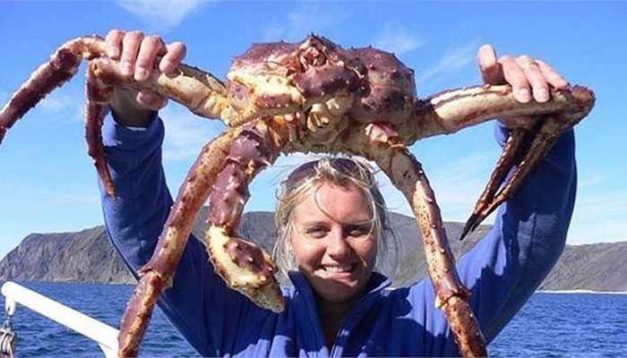 Nhưng sự thật chúng lại vô cùng ‘nhu mì, hiền dịu’. Chúng lợi dụng bọt biển, rong và các loại tảo sống xung quanh để ẩn nấp, ngụy trang, né tránh kẻ thù.