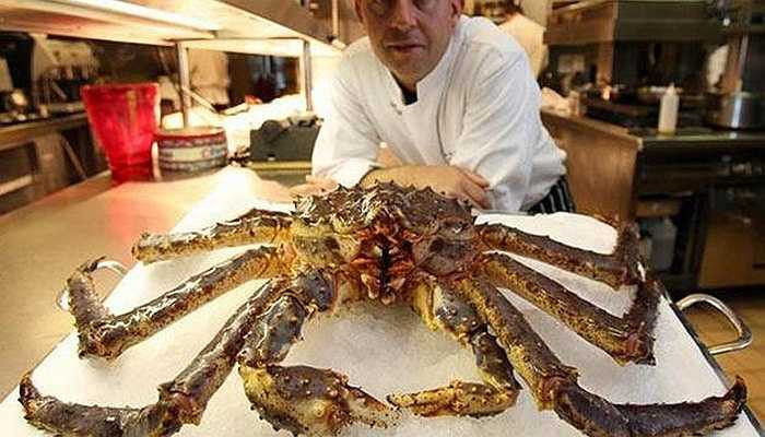 Loài cua này là món ăn ưa thích của nhiều người