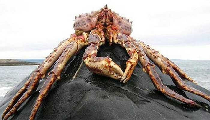 cận cảnh một con cua nhện được đưa lên bờ