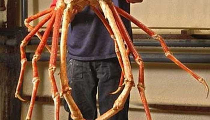 Sải chân rất dài của loài cua nhện đặc biệt này