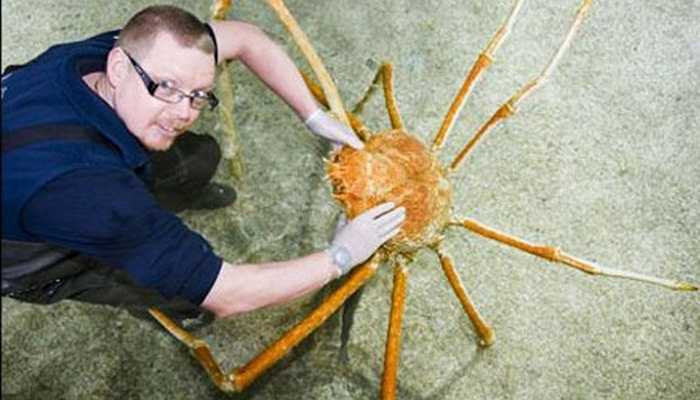 Một nhà khoa học bên con cua nhện mới bắt được