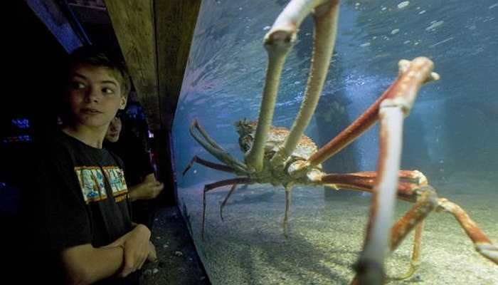 Cua nhện đã từng được trưng bày trước các du khách