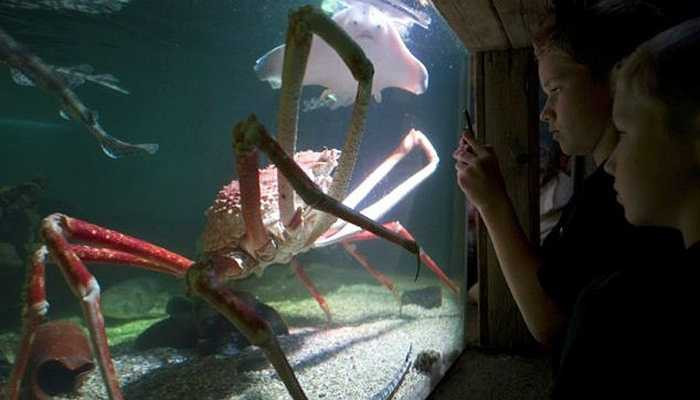 Con cua nhện có tên Crabzilla, khoảng 40 năm tuổi, có trọng lượng khoảng 12,5kg, chiều dài khoảng 3,5m. Nó được coi là một trong những con cua lớn nhất thế giới đã được phát hiện từ trước tới nay