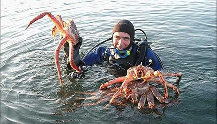 Các nhà khoa học vẫn đang nỗ lực để tìm kiếm môi trường sống của loài cua này cũng những tập tính của nó