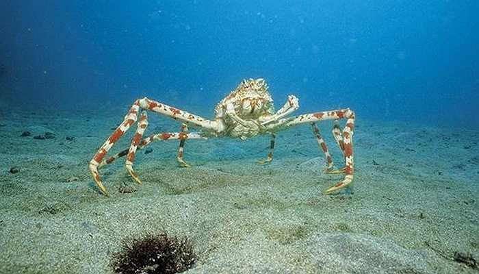 Theo những thông tin khoa học, loài cua nhện sống ở khu vực nước sâu khủng khiếp và rất khó để tiếp cận