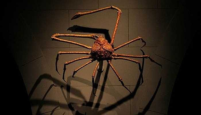 Tuy nhiên, vì thịt của cua nhện rất hấp dẫn với những tín đồ sành ăn nên mọi người từng đổ xô đi kiếm cua. Năm 1976, sản lượng gom được là 247 tấn