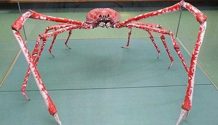 Sản lượng khai thác cứ giảm dần. Đến năm 1985, con số chỉ còn là 32 tấn. Ngày nay, việc tóm được một chú cua nhện cũng rất khó khăn.