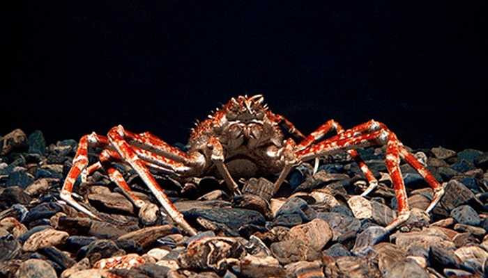 Một chú cua nhện trưởng thành có chiều dài toàn cơ thể lên tới 5m, bằng cả một chiếc xe hơi. Trong khi một chú cua nước ngọt chỉ có chiều dài khiêm tốn chừng 10cm.