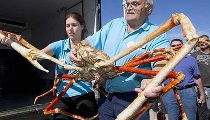 Kích thước vô cùng lớn của loài cua này khiến mọi người phải rất khó khăn mới có thể giữ được nó trên tay