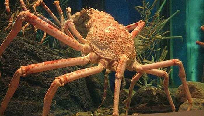 Trông bộ dạng của loài cua nhện, nhiều người lầm tưởng chúng là ‘thủy quái’ đến từ thời tiền sử.