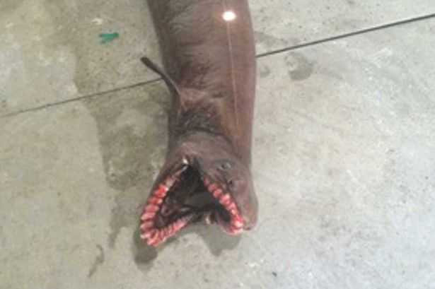 Loài cá này được cho là đã tồn tại khoảng 80 triệu năm