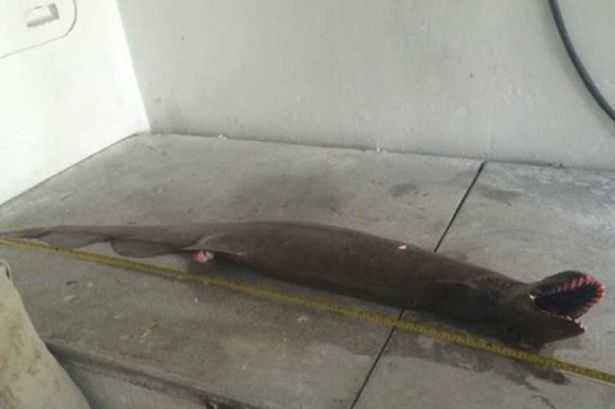 Loài cá này có tới 300 răng