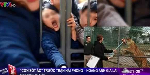 Hình ảnh VTV so sánh 'vui' CĐV Hải Phòng với hổ đói