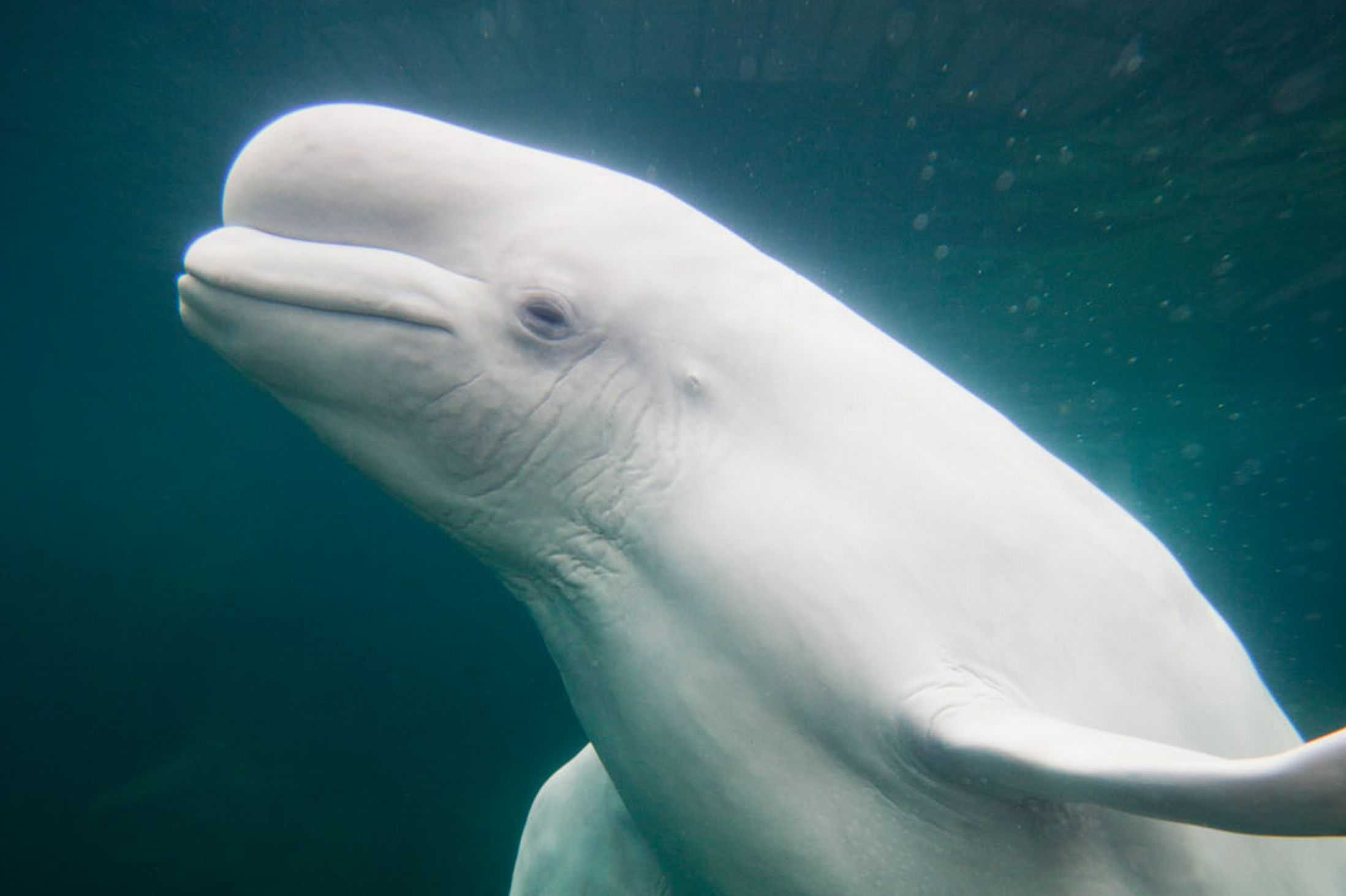 Cá voi beluga thực sự 