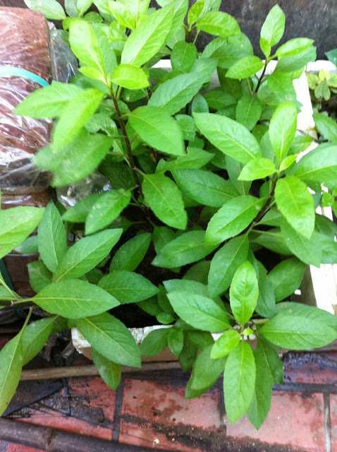 Bài thuốc kỳ diệu chữa dứt điểm bệnh tiểu đường không tốn tiền