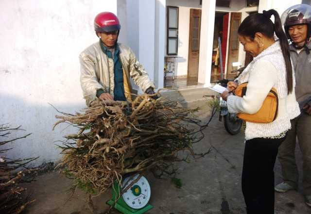 Người ta thu mua từ cây, lá đến cành, rễ của đinh lăng