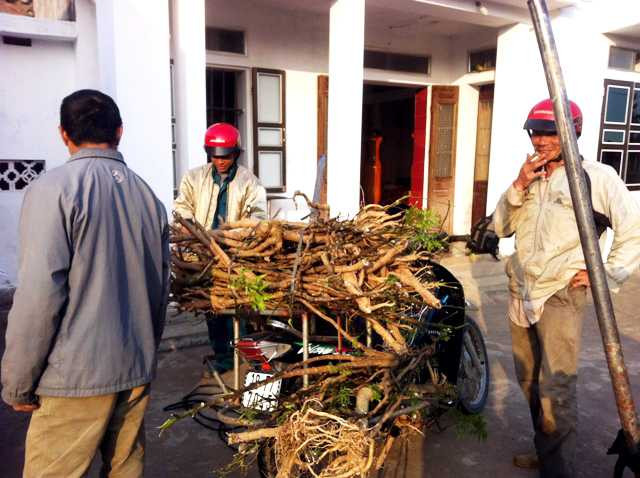 Người ta thu mua từ cây, lá đến cành, rễ của đinh lăng